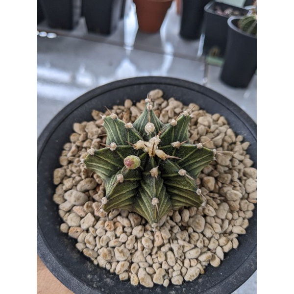 XƯƠNG RỒNG LB Hyb SIZE 4-5CM