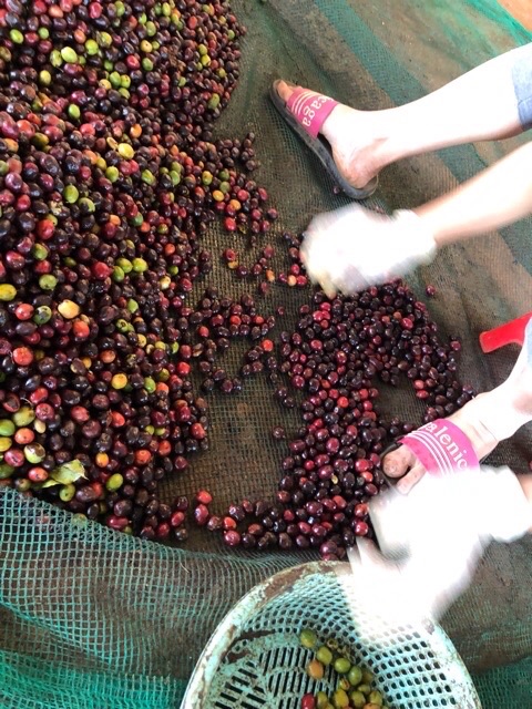 500gram cà phê Arabica rang mộc nguyên hạt