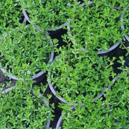 Rau chậu - Rau đắng nước - ăn cháo cá - nấu canh - trồng thủy sinh hồ cá- tên khoa học là Polygonum aviculare L.