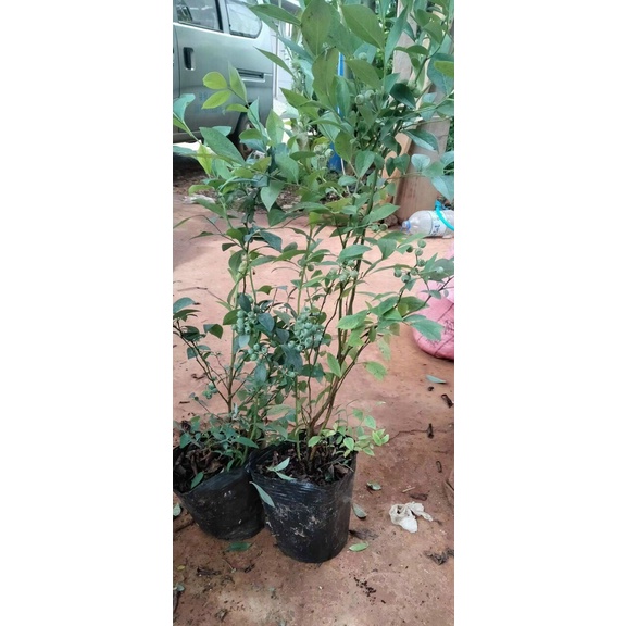 Việt Quất tứ quý  cho trái 4 mùa  - Trang Flowers