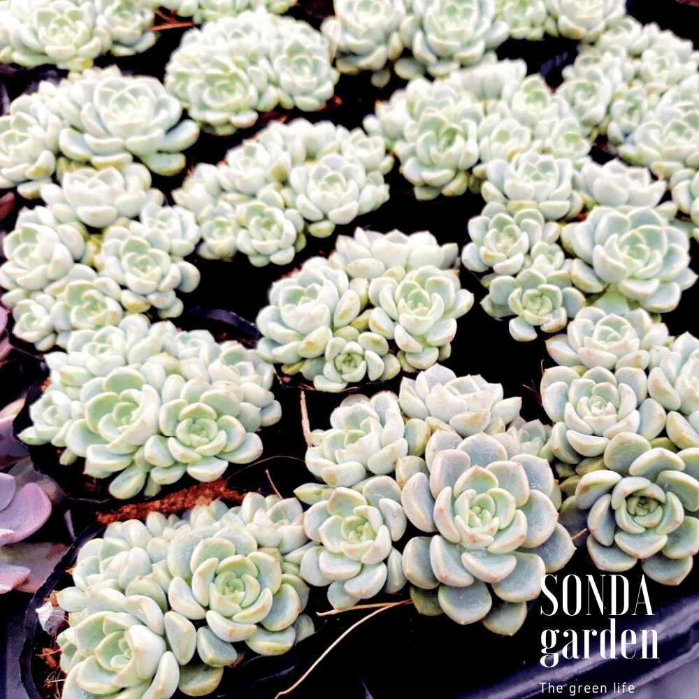 Sen đá diệp hà SONDA GARDEN size bé 5-8cm, cây cảnh trang trí nhà cửa, lỗi 1 đổi 1
