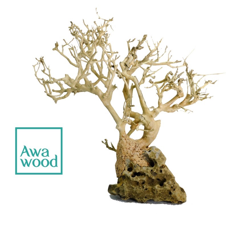 Lũa bonsai tự nhiên cao 10 cm