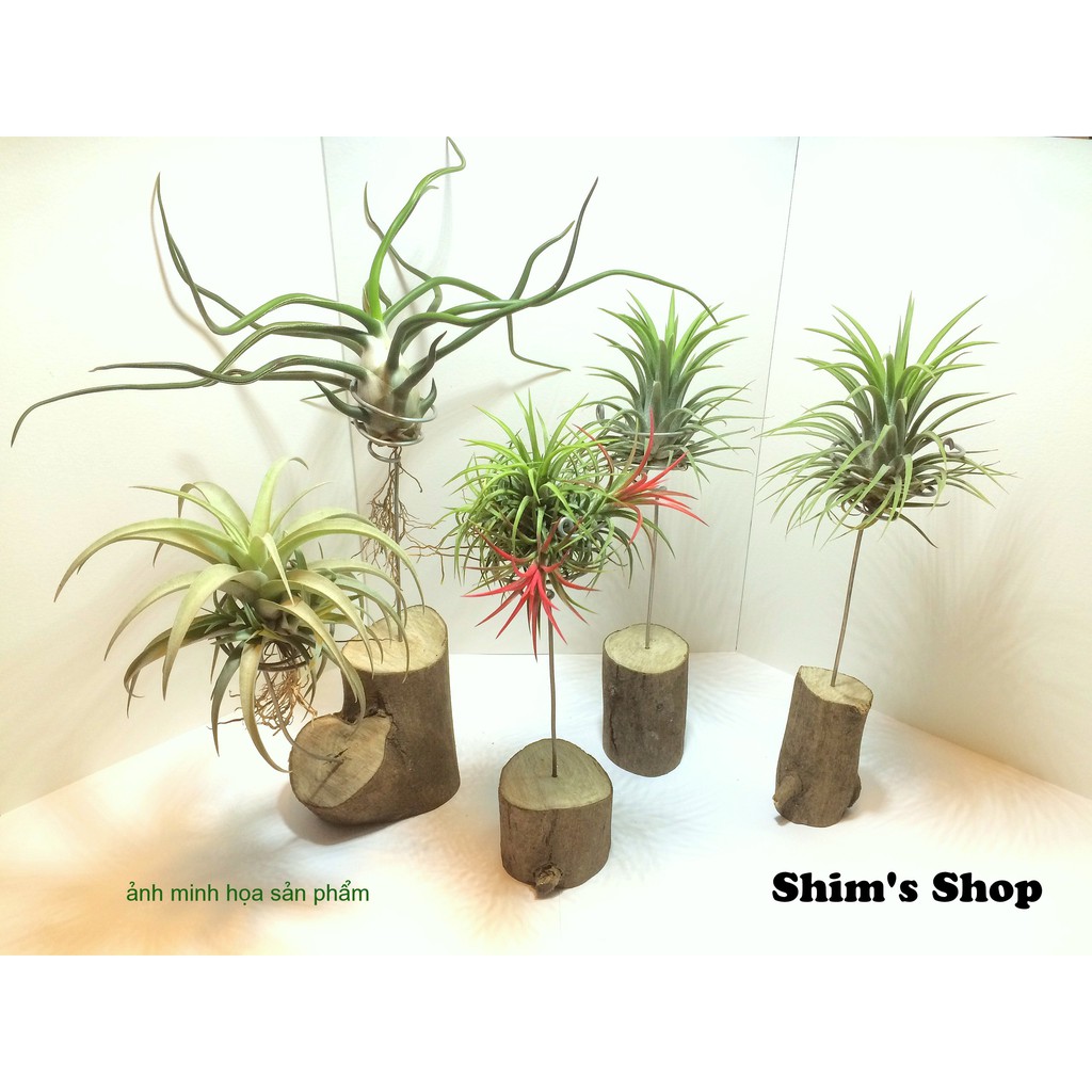 Chân đế gỗ trang trí cây Không khí - Handmade