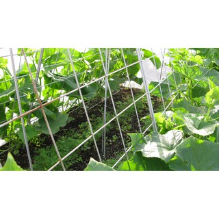 Hạt Giống Dưa Chuột Nhật 10 Hạt