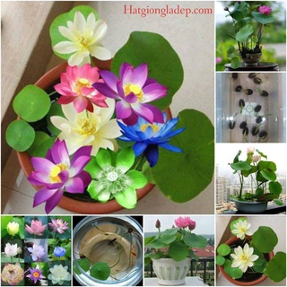 Hạt Giống Hoa Sen Nhật Mini- 4 HẠT