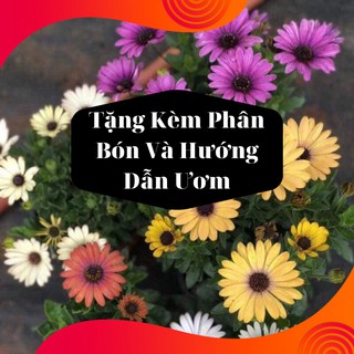 Combo 2 Gói Hạt Giống Hoa Cúc Châu Phi