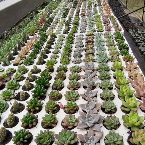 Sen đá mini, Combo cây sen đá mini LAFA GARDEN kích thước 2-4cm, nhiều màu sắc