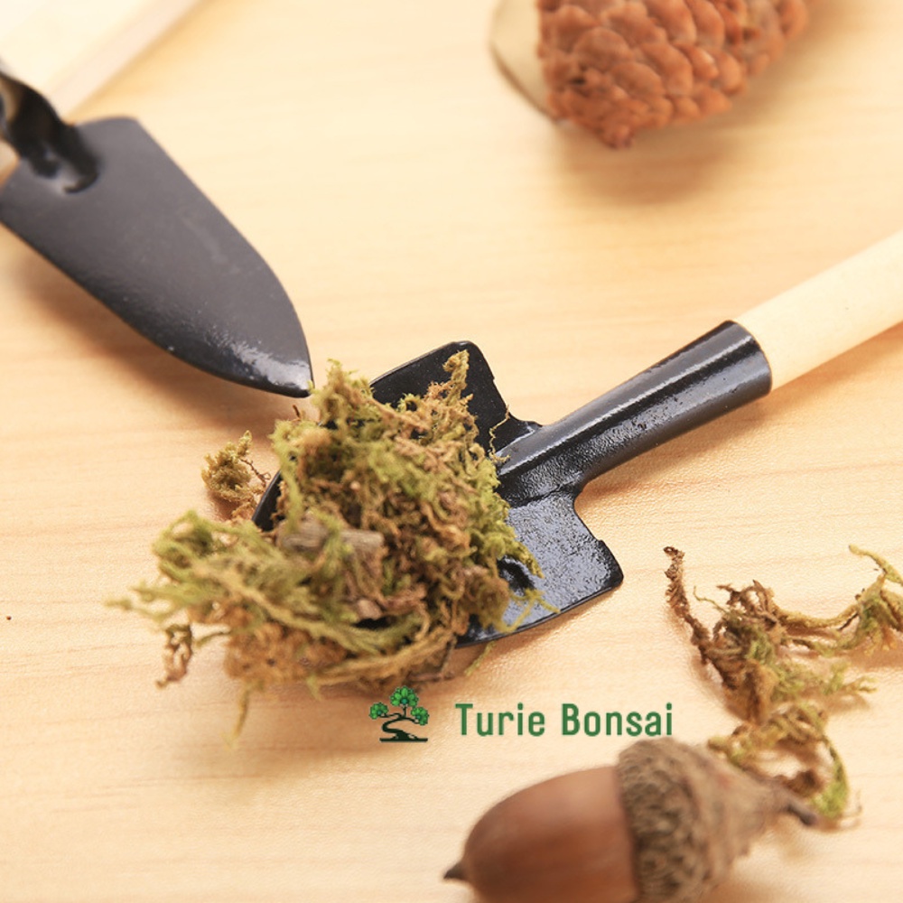 Bộ 3 món dụng cụ làm vườn siêu xinh dùng trồng bonsai, sen đá