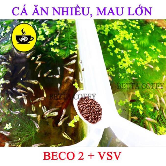 Thùng Kem Ép &amp; Nuôi Cá Betta - Guppy  BETTA COFFY ☕️
