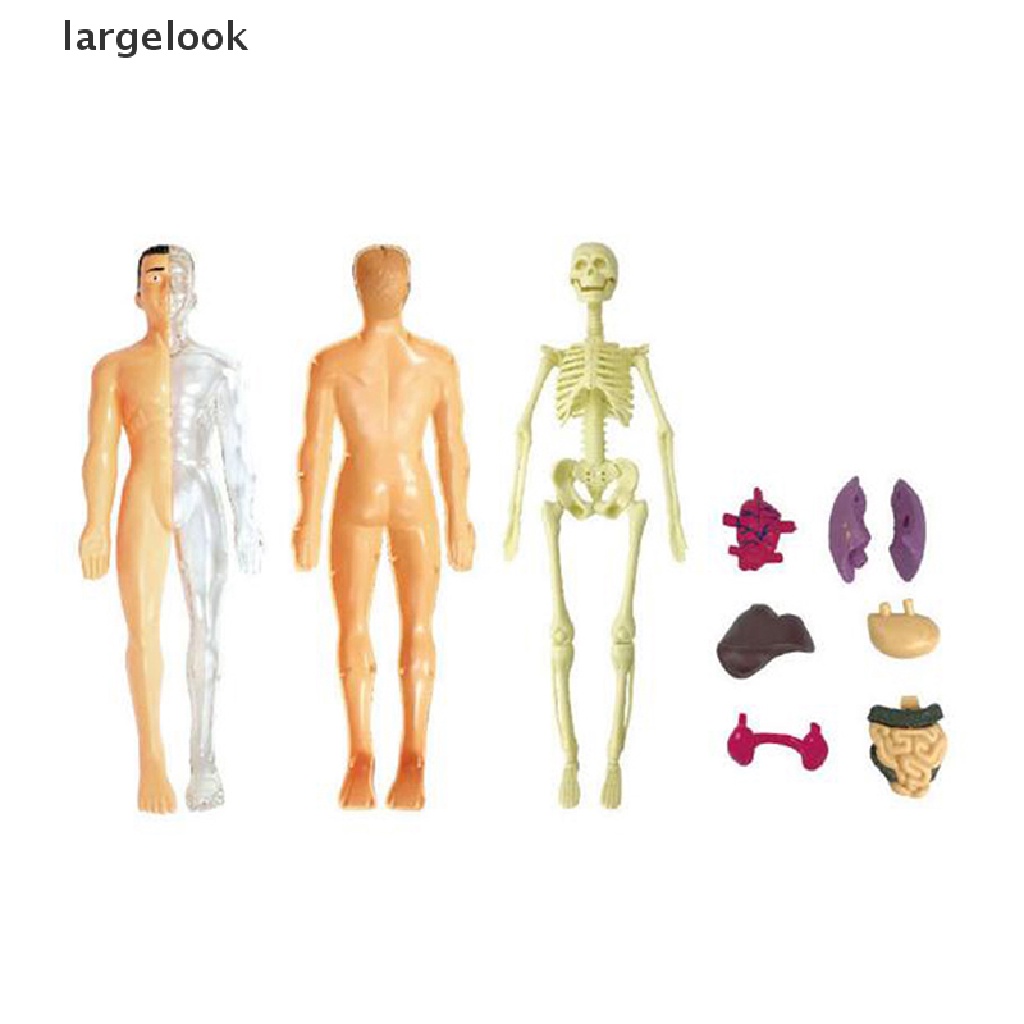 Mô Hình Cơ Thể Người Torso Có Thể Tháo Rời Cho Bé ♨Nóng Bỏng