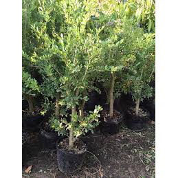 LINH SAM SIÊU HOA--HÀNG CÀNH CHIẾT