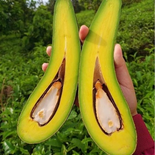 Bơ 034 Lâm Đồng- Bơ sáp nhà trồng- Hàng sẵn tại HCM- Giao hỏa tốc