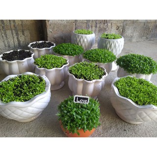 Hạt giống cỏ may mắn gói 10g