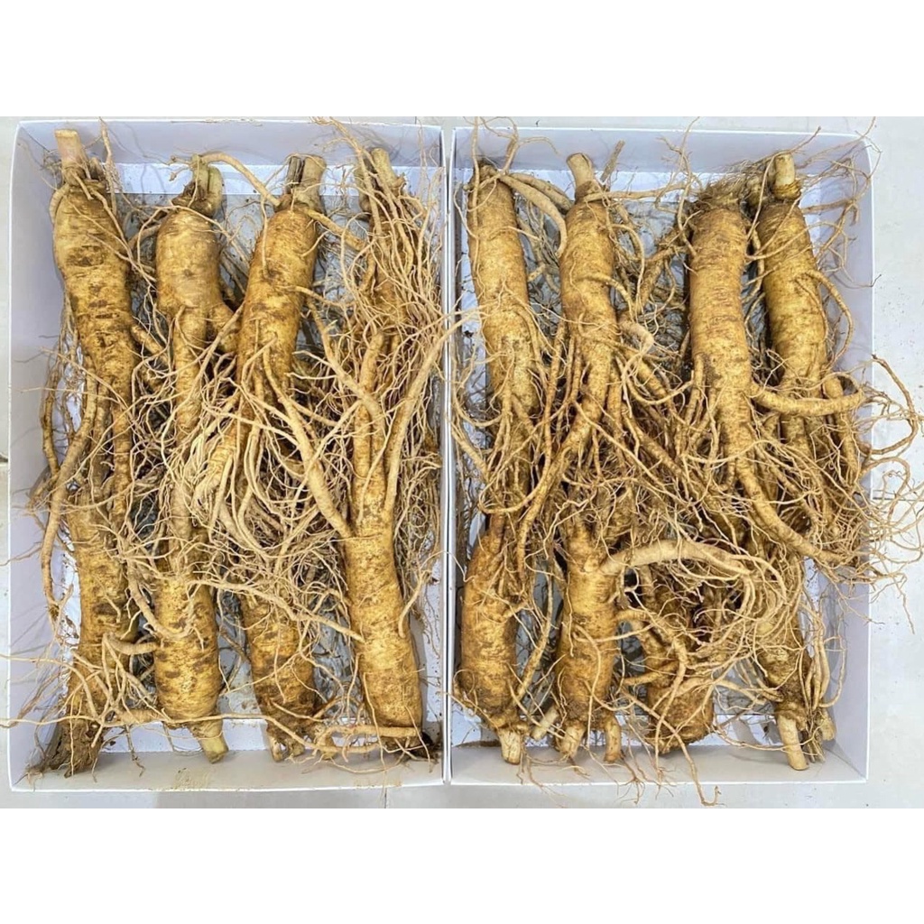 Sâm 6 năm tuổi chuẩn HÀN QUỐC- Loại 8 Củ/1Kg