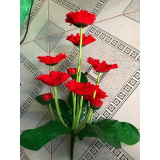 cụm Hoa đồng tiền vải lụa