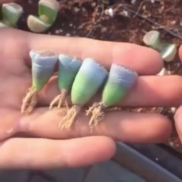 [MUA 10 TẶNG 1] SEN ĐÁ LITHOPS (SEN MÔNG; THẠCH LAN)