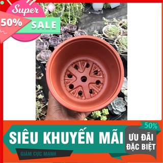 100Chậu tô trồng sen đại