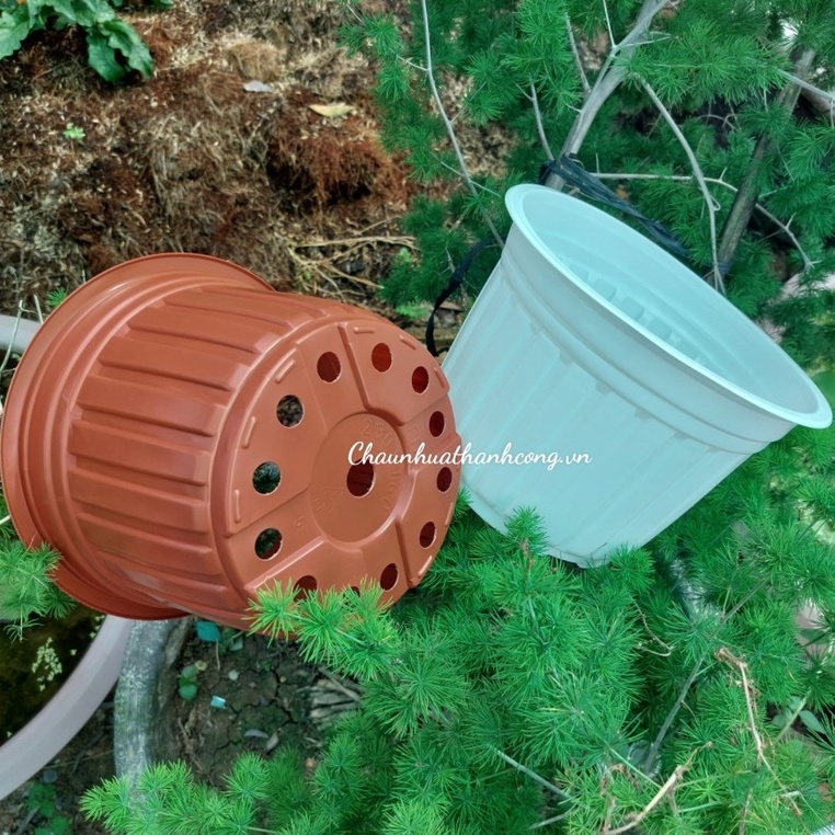 Combo 10 Chậu nhựa 23x16cm trồng sen đá, cây giống, trồng hoa các loại