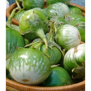 Hạt giống cà bát ta da ếch - 1 gói 2gram (TẶNG gói kích thích hạt nảy mầm)