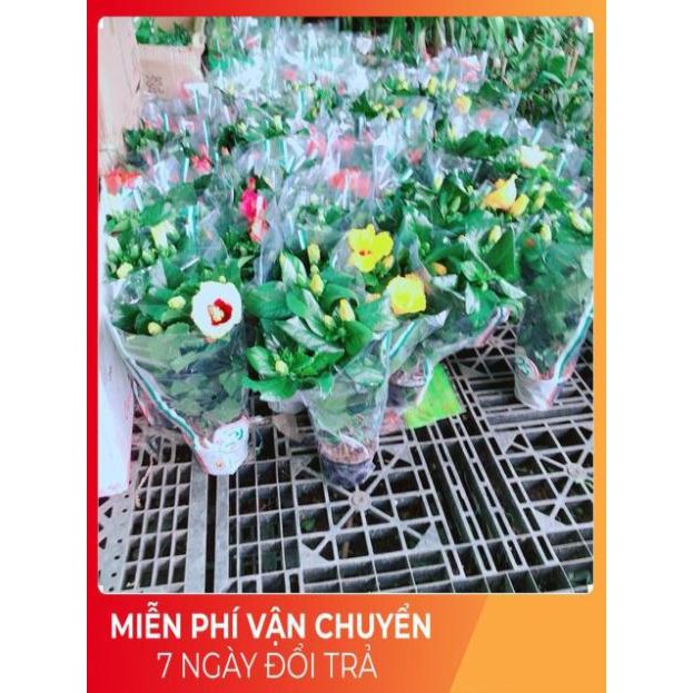 Hoa Dâm Bụt Kép