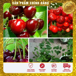 Hạt Giống Anh Đào