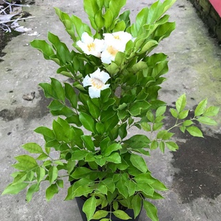 Cây nguyệt quế thái