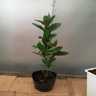 Cây Giống Cherry Brazil ( Cherry anh đào)