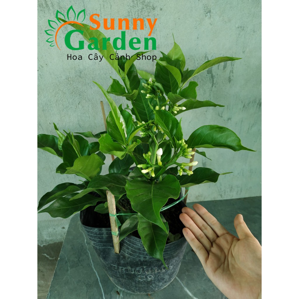 Hoa Lài Tây - Cây Cảnh