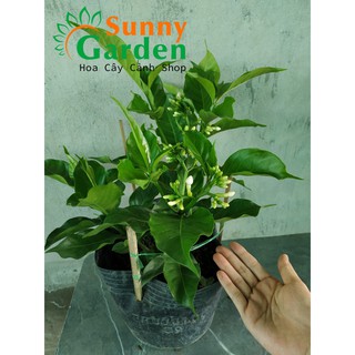 Hoa Lài Tây - Cây Cảnh