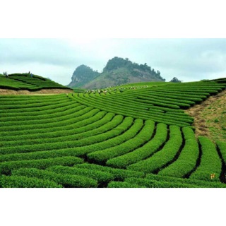 Che Thai Nguyen đặc sản