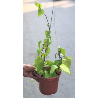 Chậu cây trầu không