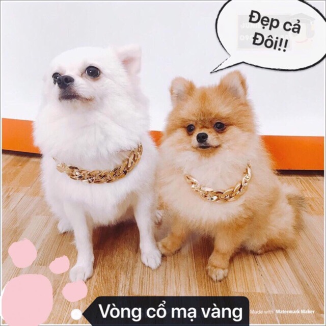 🧸VÒNG CỔ MẠ VÀNG CHO CHÓ MÈO🧧