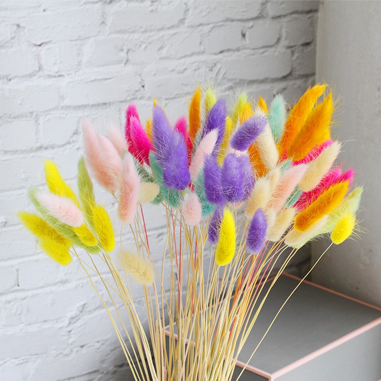 Hoa Khô Lagurus Bunny Tails, Hoa Cỏ Đuôi Thỏ Mỹ Trang Trí Deco Dây Thừng