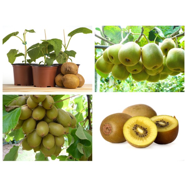 HẠT GIỐNG KIWI LÙN VÀNG - 20 hạt/ gói