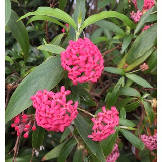 Cây hoa liễu hồng/ liễu mai/ cúc nữ hoàng- Trang trí sân vườn- Phong thuỷ- Cây hoa kiểng Đồng Tháp