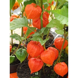 Hạt giống cây anh đào đất(tầm bóp)