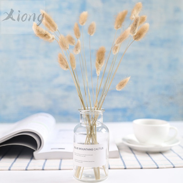 [HOA KHÔ] Cỏ Đuôi Thỏ 🌸 Lagurus Bunny Tails - Decor, Chụp Ảnh