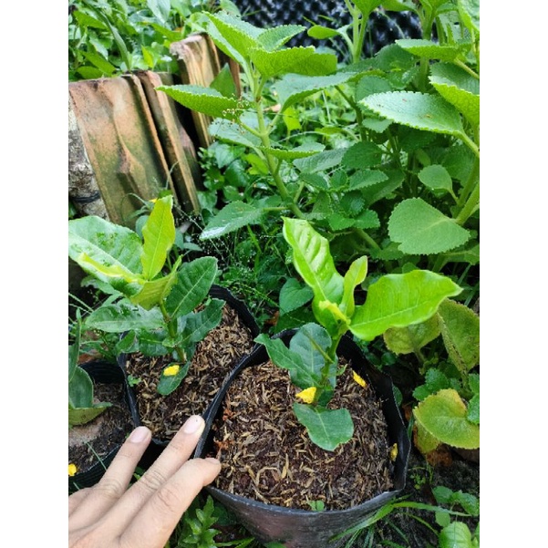 Trang phụng hoàng lửa