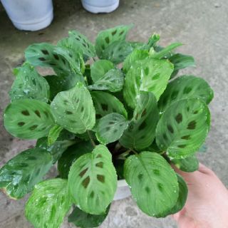 Cây đuôi công xanh