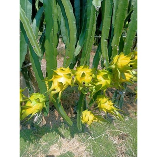 [4 nhánh tặng 1] Cây giống thanh long vỏ vàng nhập khẩu Thái Lan