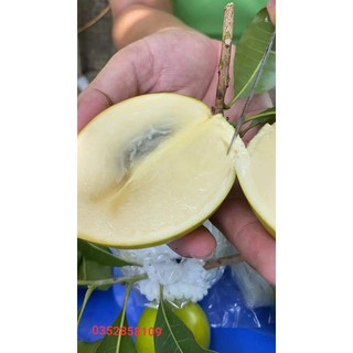 vú sữa hoàng kim 10 cây chuẩn giống 100%
