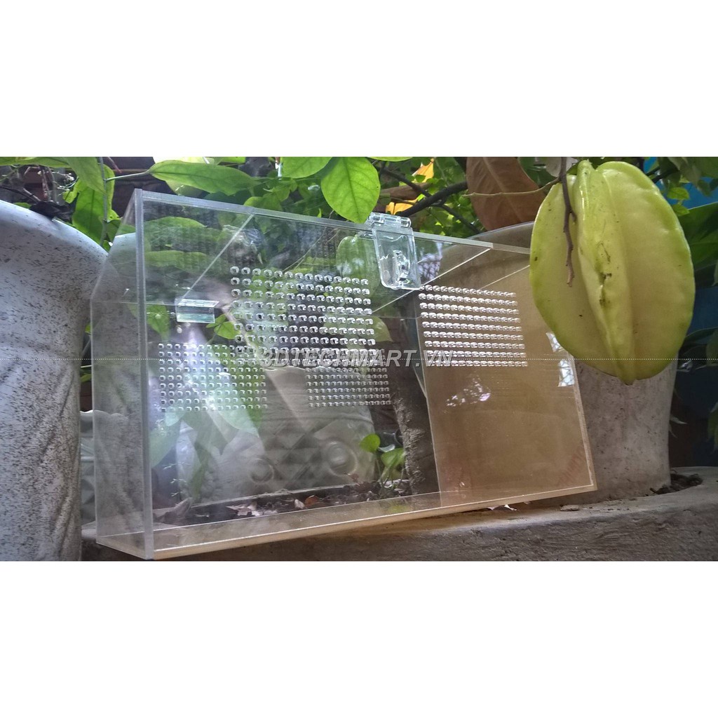 Hộp Nuôi Nhện Cao Cấp 30-20-20 Dán (tank tarantula) chỉ tank