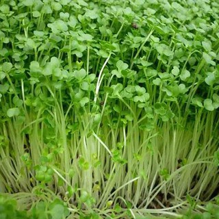 Hạt giống rau Mầm Cải Xoong, sau khi trồng 5-7 ngày có thể thu hoạch - 20 Gr