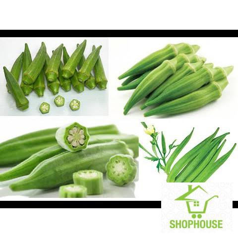 shophouse 40 Hạt giống quả Đậu bắp Xanh  SHOP HOUSE  TẾT KHUYẾN MẠI