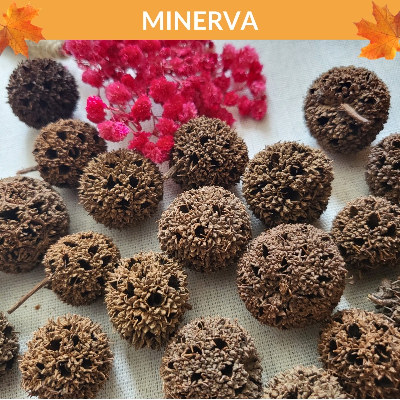 TRANG TRÍ 3 quả sweetgum khô phụ kiện chụp ảnh, trang trí nhà cửa, làm đồ handmade, phụ kiện gói quà tặng