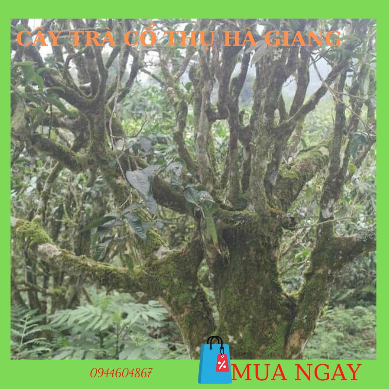 Bạch trà mẫu đơn  200g