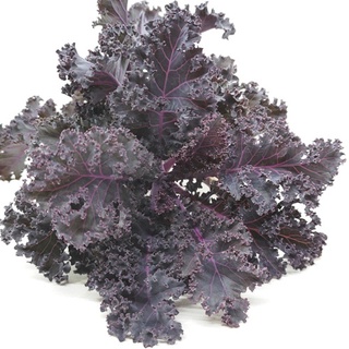 Hạt giống Cải kale xoăn lá tím làm cảnh hoặc ăn được 100h