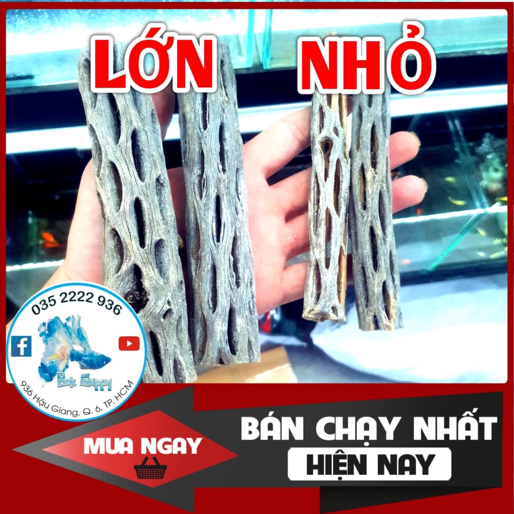 [Mã PET50 giảm 10% - tối đa 50K đơn 250K] LŨA CHOLLA - Lũa Xương Rồng | ĐỒ CHƠI TÉP KIỂNG | DÁN RÁY. BUCEP. RÊU (15cm)