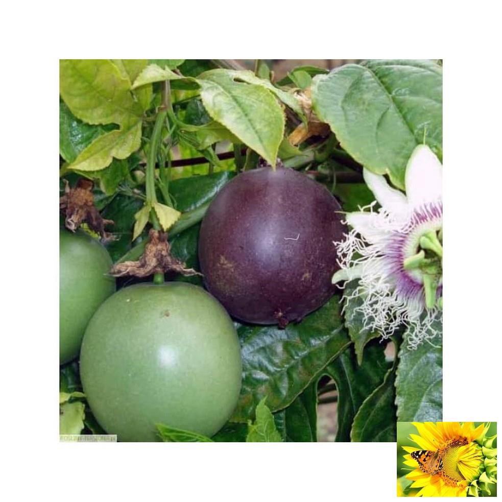 Hạt giống Chanh dây