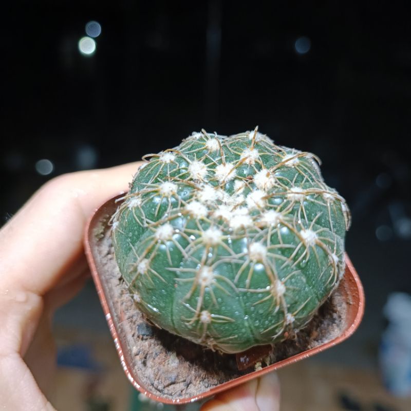 Siêu sale 50%- Xương rồng Notocatus sai hoa chậu 5cm